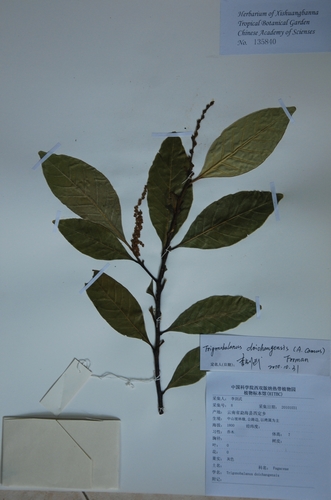 三棱栎3.jpg